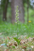 Bitte für eine Größere Ansicht klicken. Grünliche Waldhyazinthe (Platanthera chlorantha)